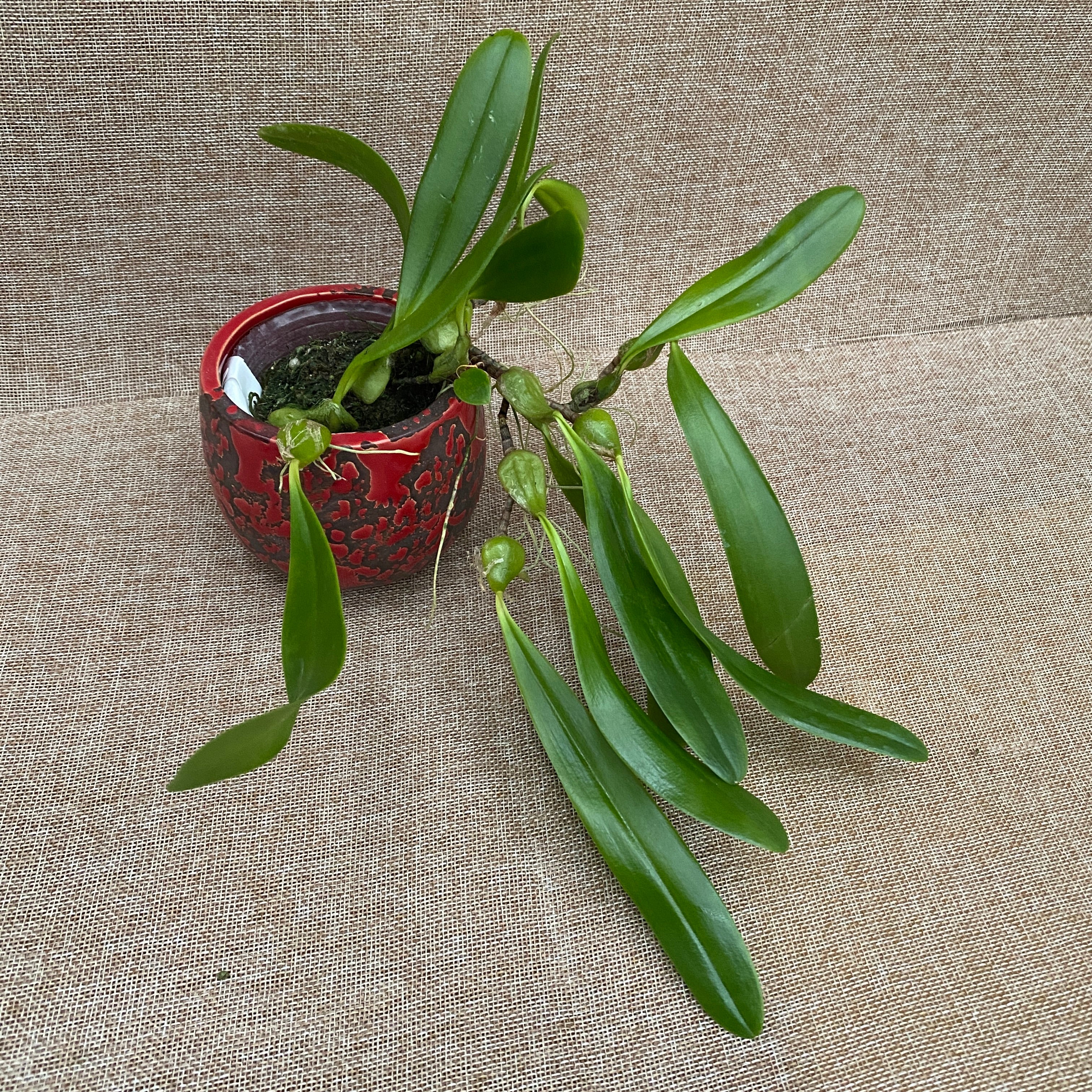 Bulbophyllum tremulum