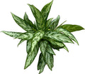 Aglaonema Silver Queen (3-4 planten/pot)