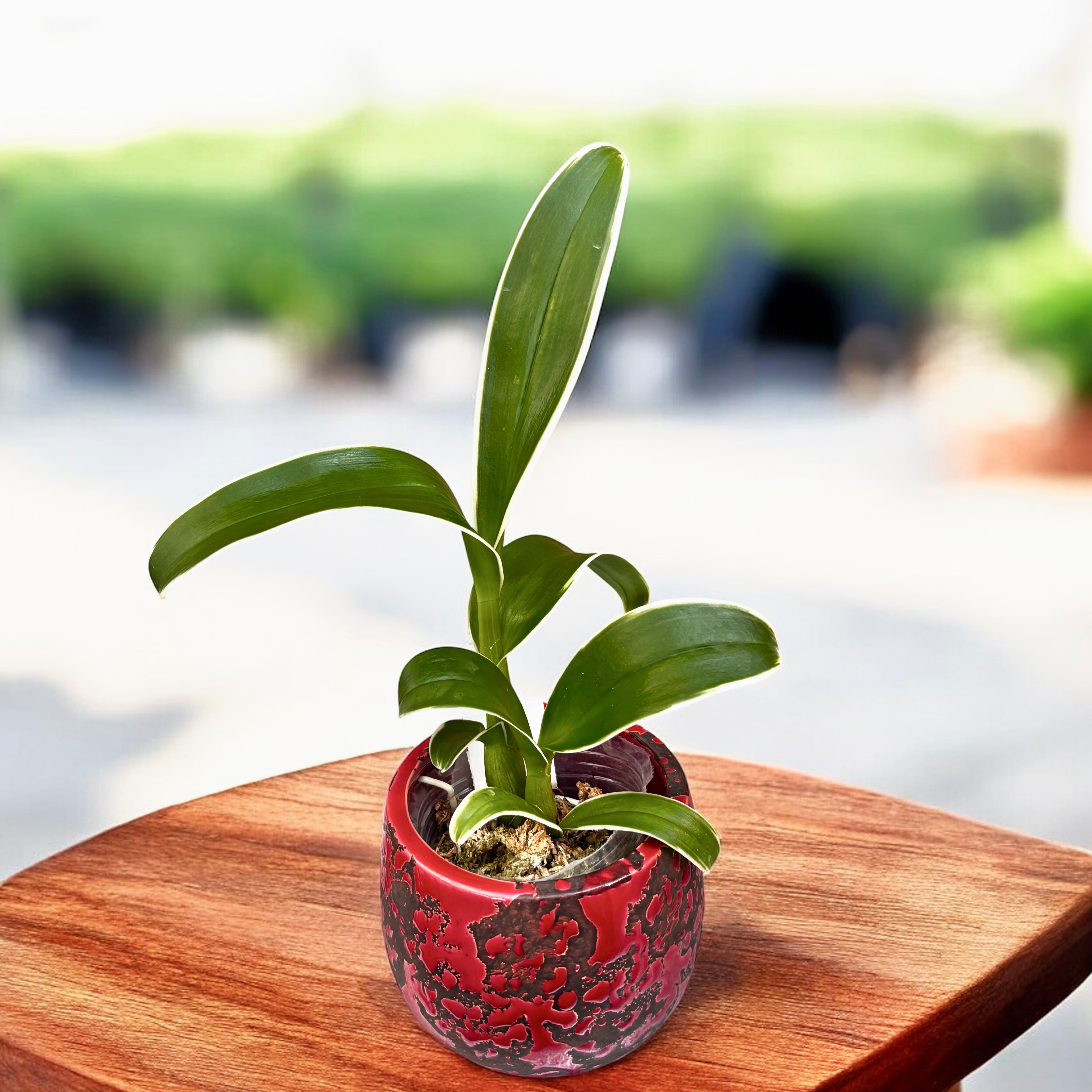 Dendrobium Burana Sundae (variegata)