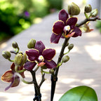 Phalaenopsis Sunrise Red Peoker (Esmee) - gewachste Blumen