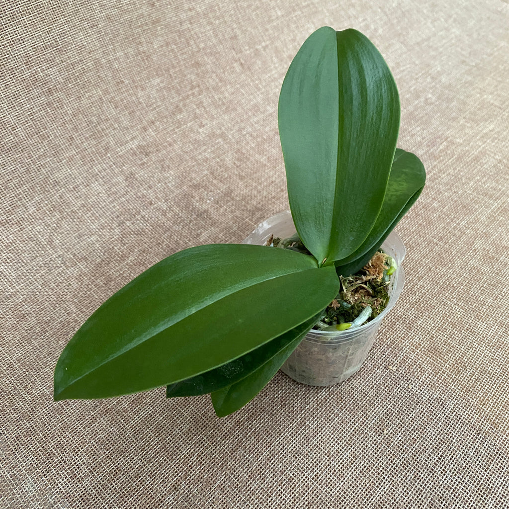 Phalaenopsis Liu's Triprince 'PYL' * voňavý