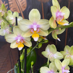 Phalaenopsis Yellow Sun - flori parfumate