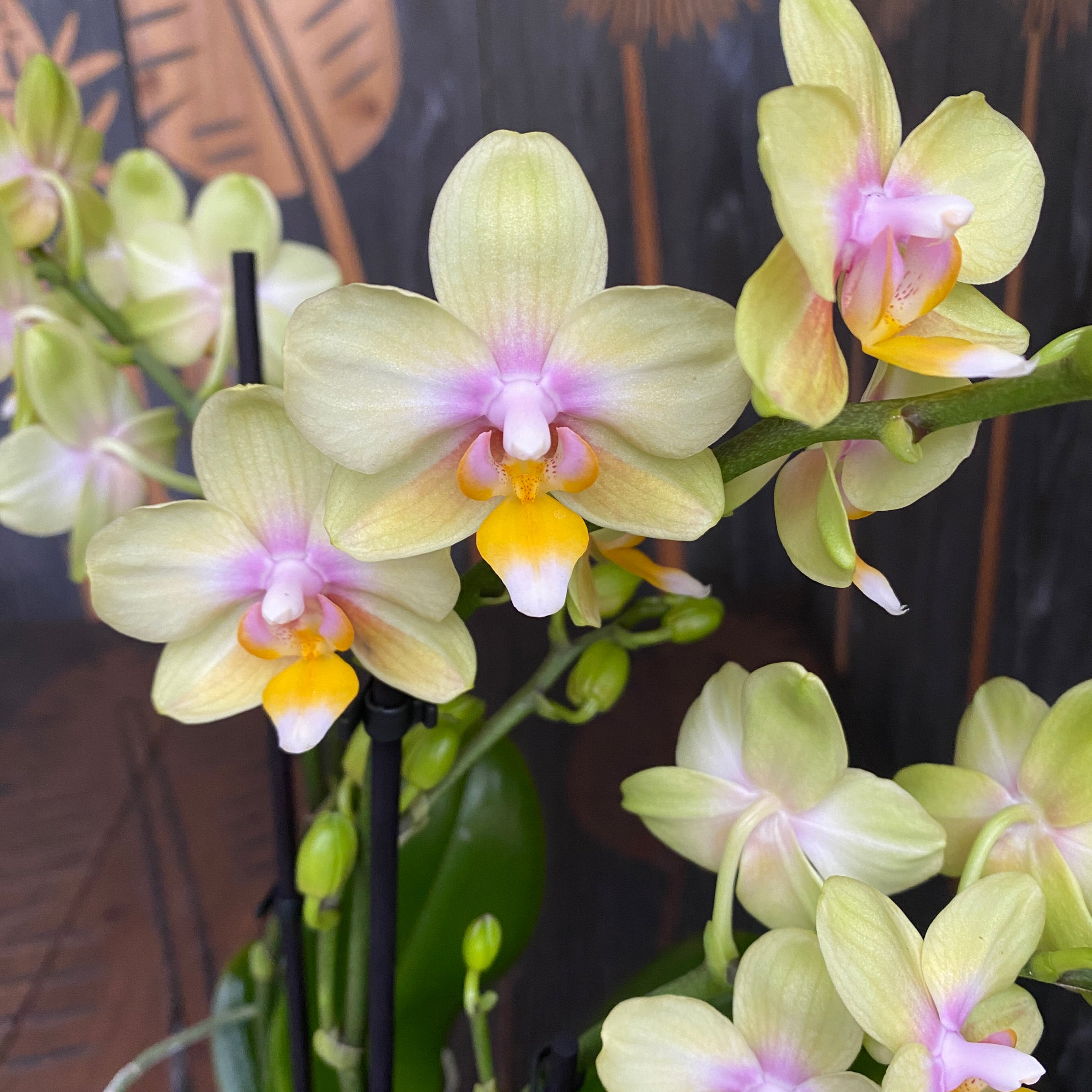 Phalaenopsis Yellow Sun - flori parfumate