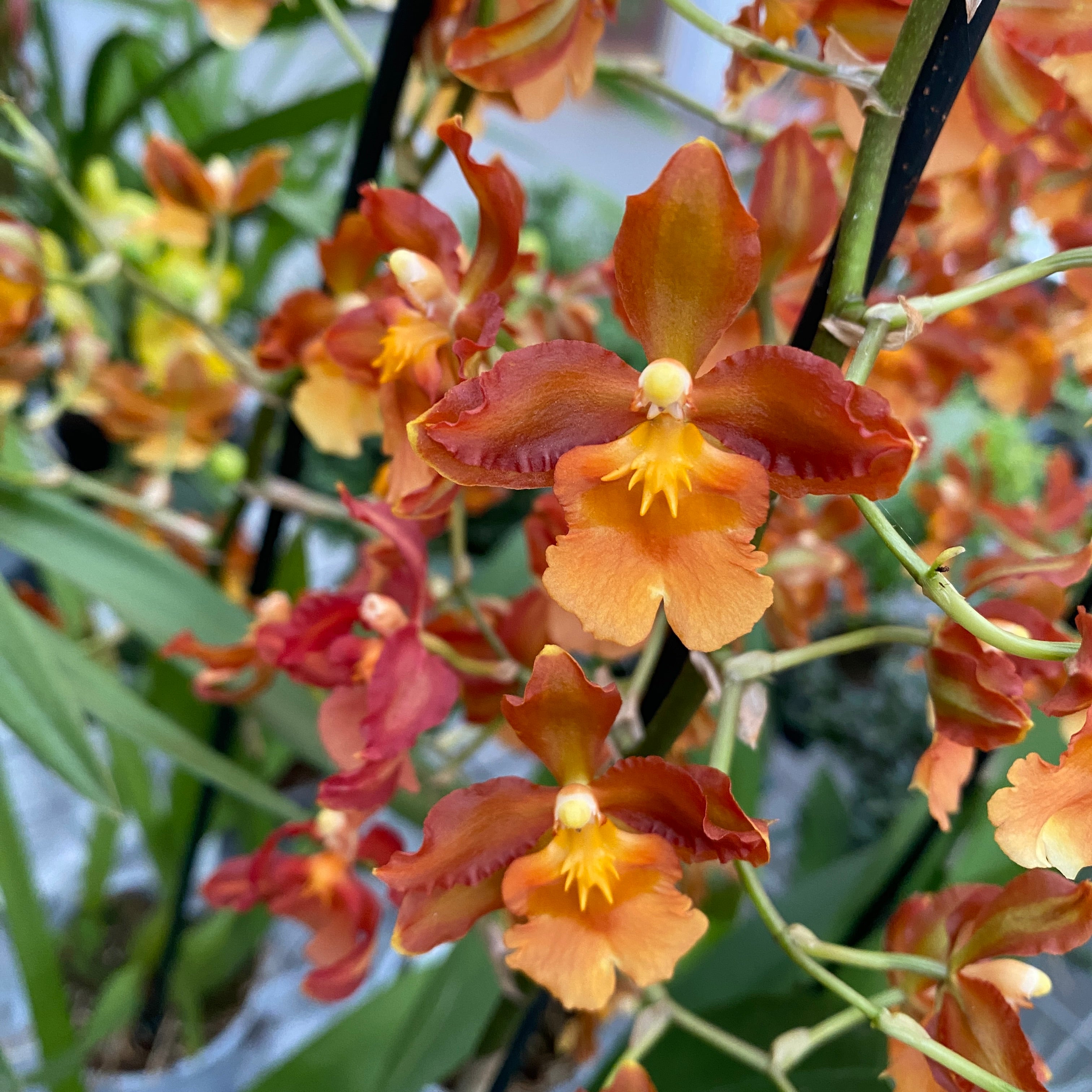 Oncidium Catatante 'Pacific Sunspot' - exemplare XL