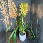 Cymbidium Emika