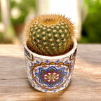 Notocactus x subluteus (submammulosus x roseoluteus)