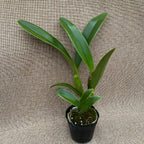 Ctt. Poor Paul 'Blue Heaven' PC/JOS voňavá