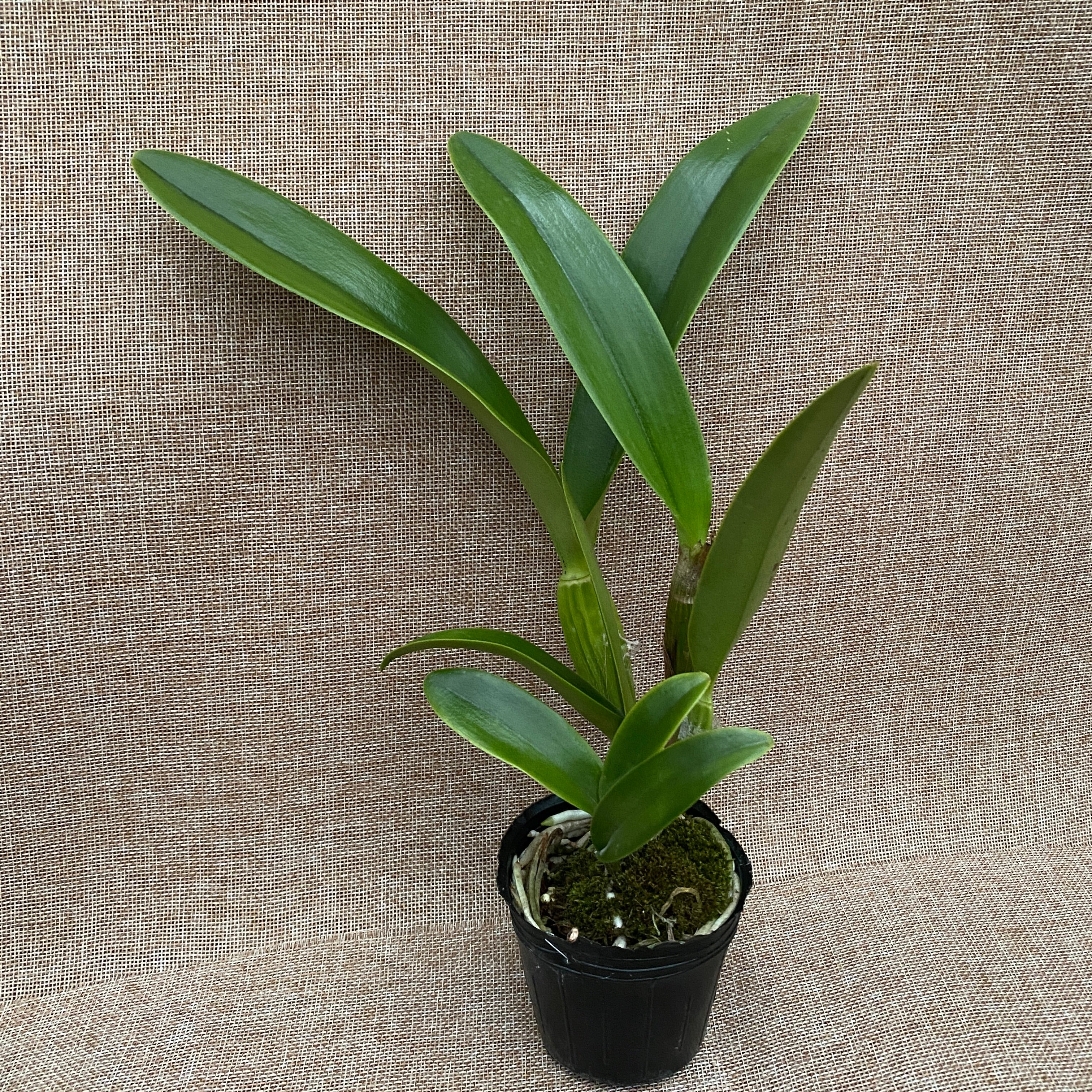 Ctt. Poor Paul 'Blue Heaven' PC/JOS parfumata