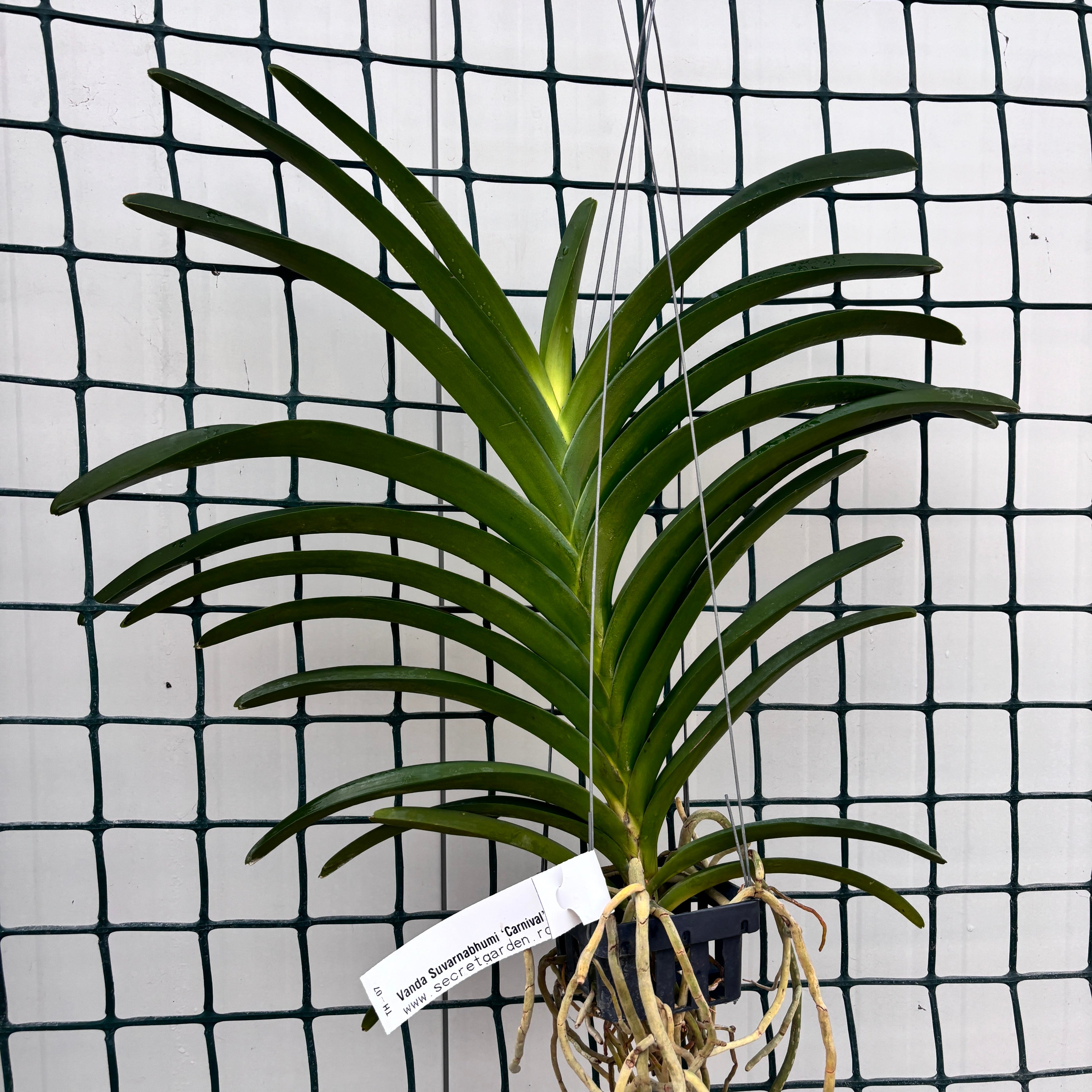 Vanda Suvarnabhumi 'Carnival'