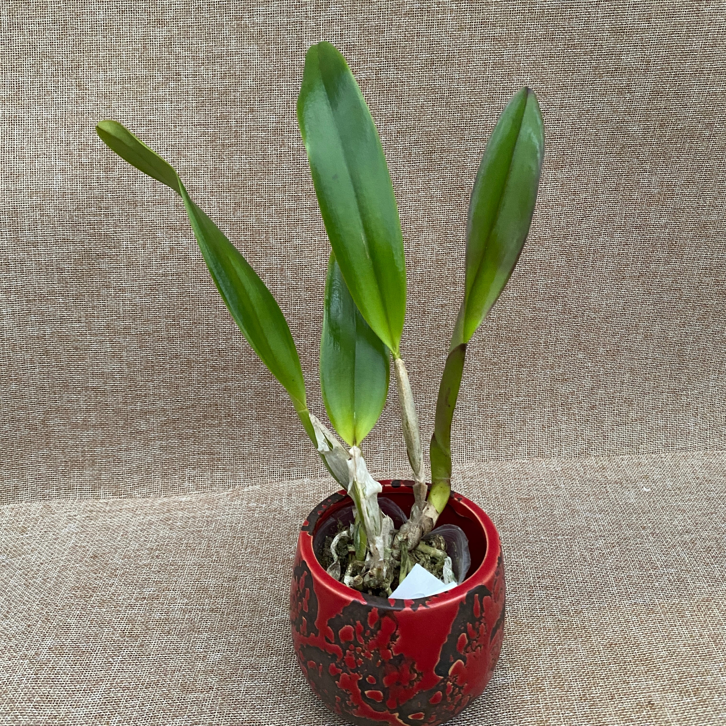 Rlc. Chialin Red Sun