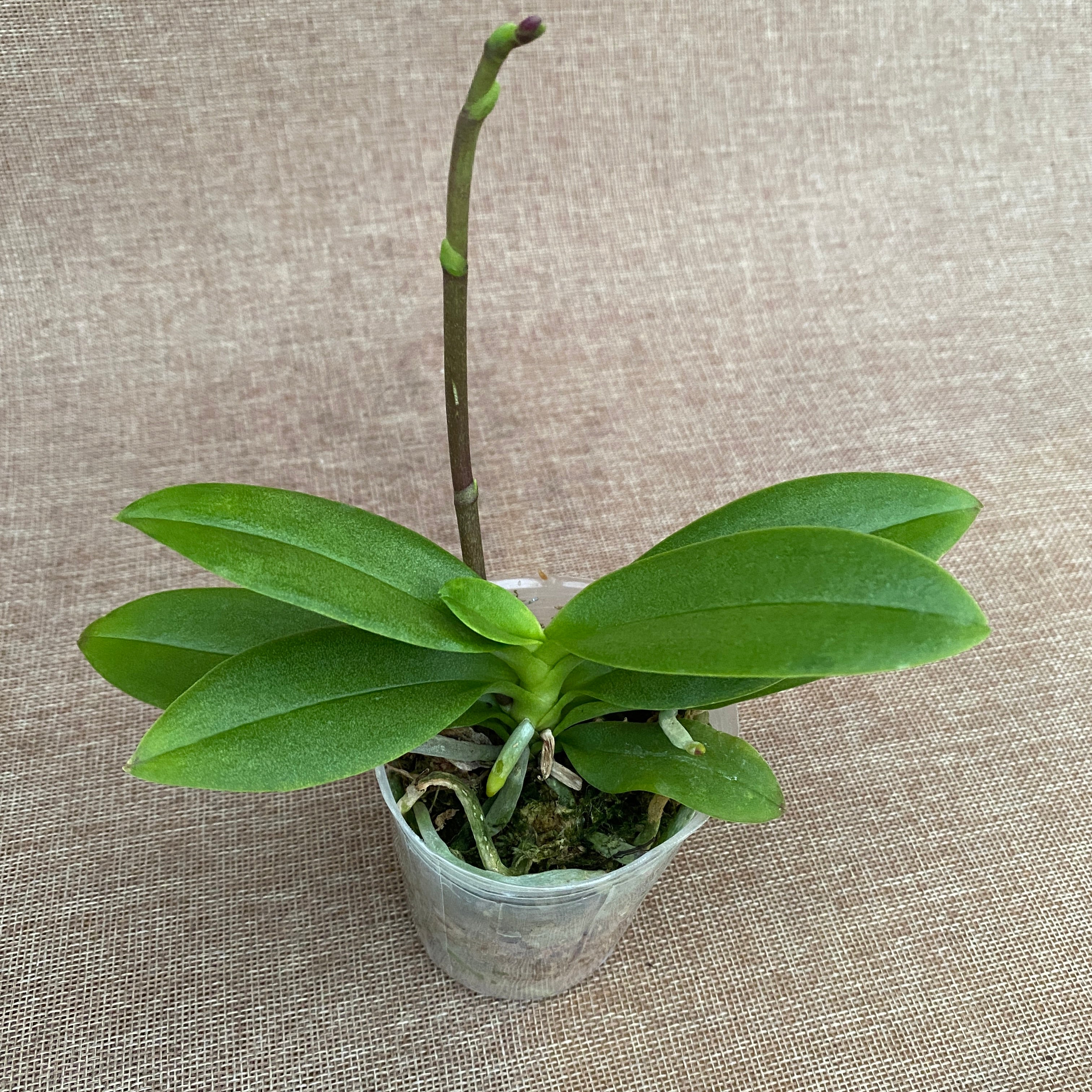 Phalaenopsis Miki Fire fox '3285' (peloric)