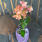 Phalaenopsis Hornglin (Phal. 109311) (flori pelorice)