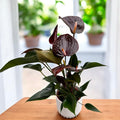 Anthurium Black Paris - spectacular flowers