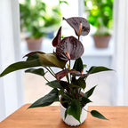 Anthurium Black Paris - spectacular flowers
