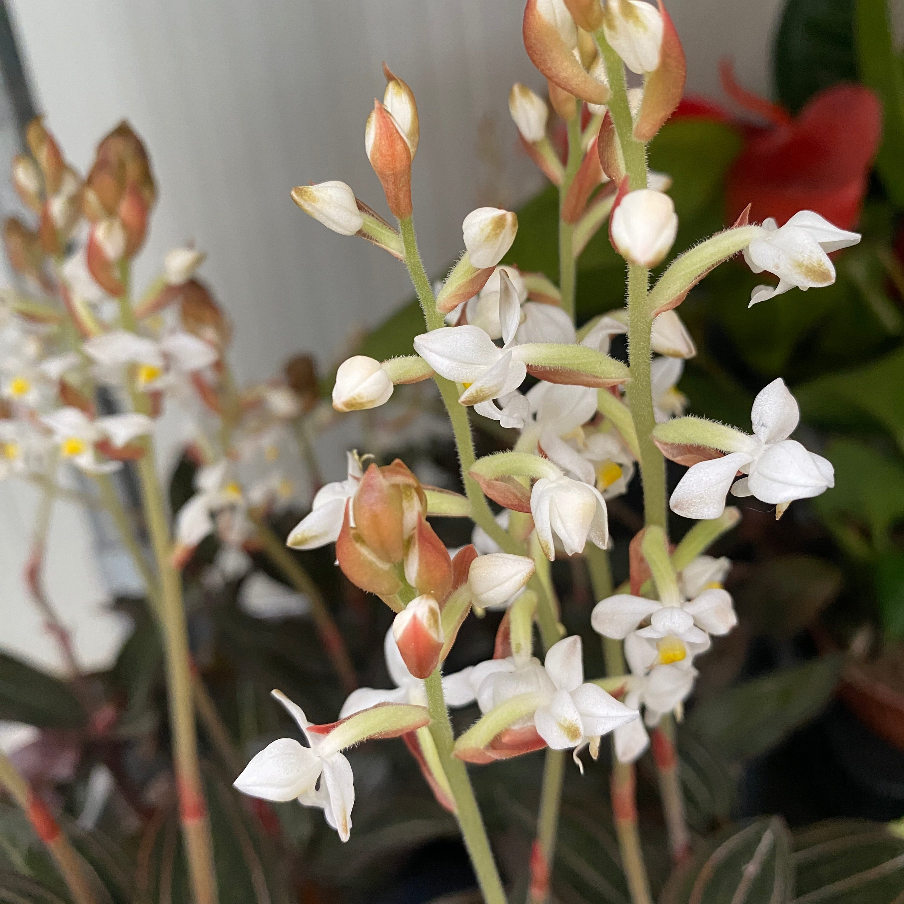 Ludisia discolor (orhideea bijuterie) D9