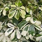 Schefflera arboricola 'Charlotte' (Arborele umbrela)