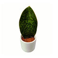 Sansevieria grandis D6