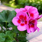 Muscata Pelargonium ‘Vineta’ - soi zonal cu inflorire bogata