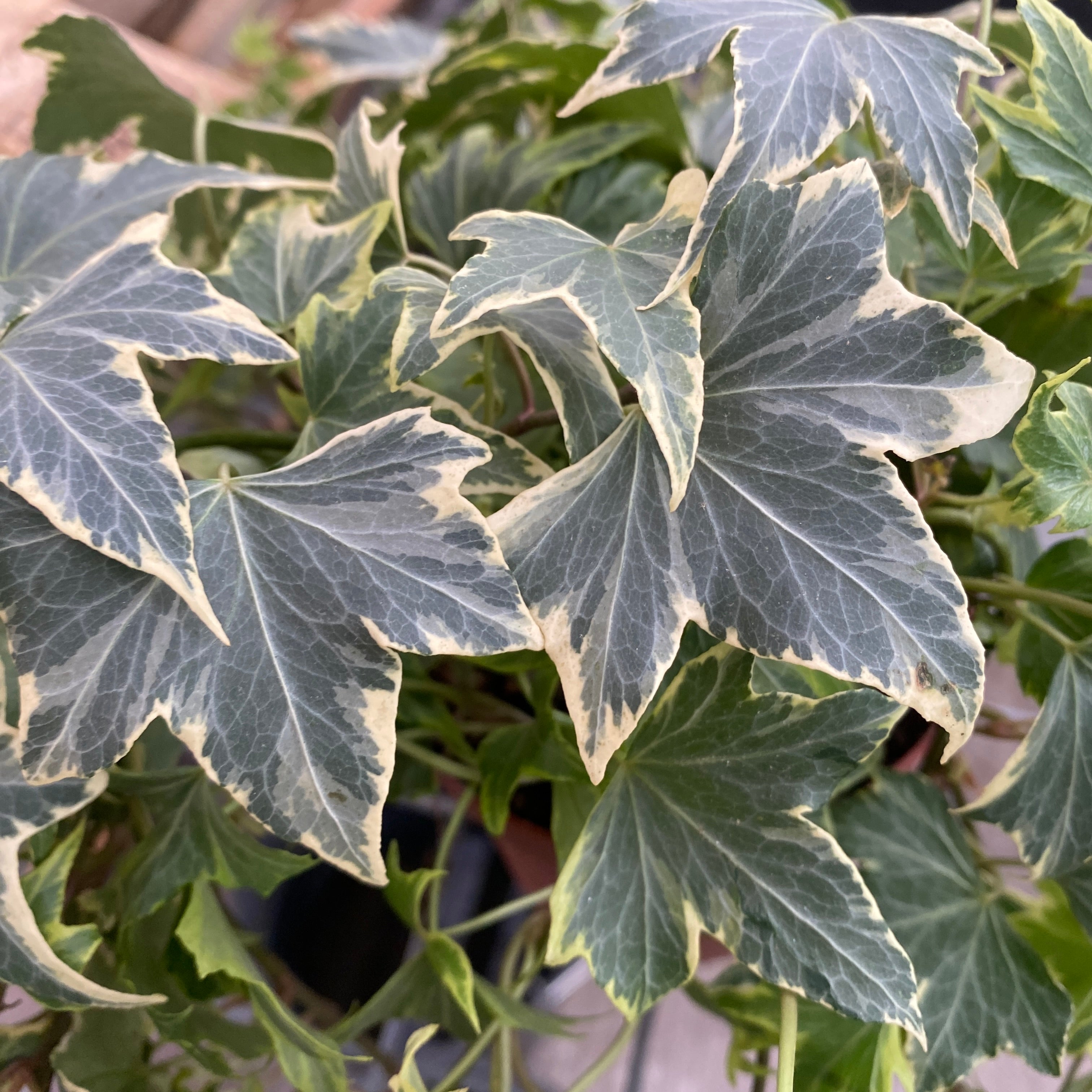 Iedera - Hedera helix 'White Ripple'