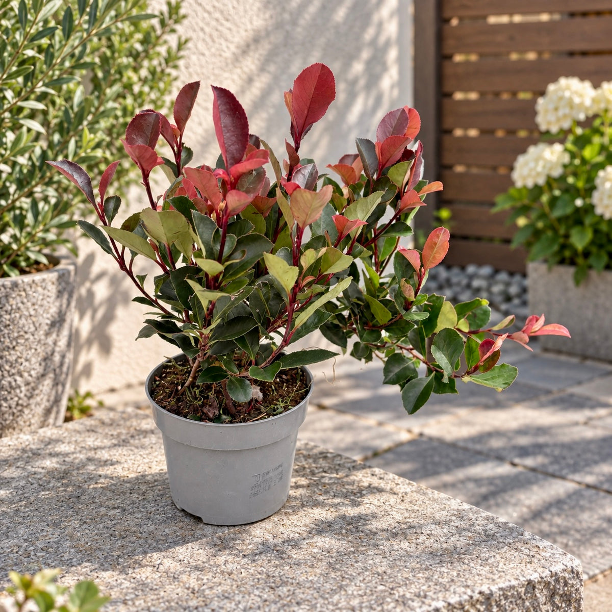 Photinia x fraseri 'Little Red Robin' - compact shrub with bright red foliage
