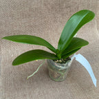 Phalaenopsis SOGO '5545' (Big Lip)