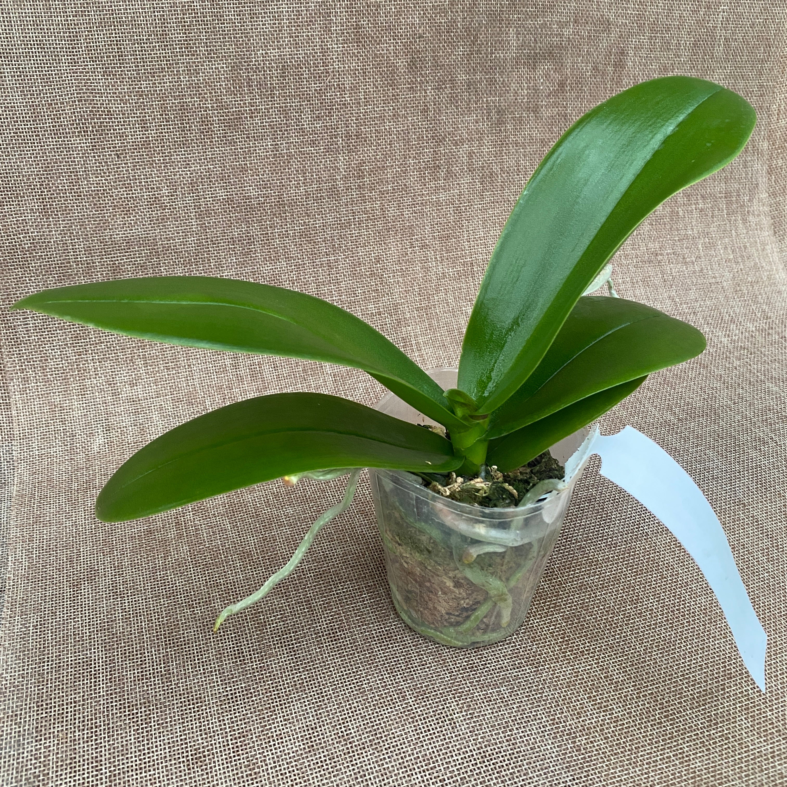 Phalaenopsis SOGO '5545' (Big Lip)