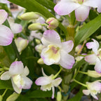 Dendrobium nobile Sea Mary