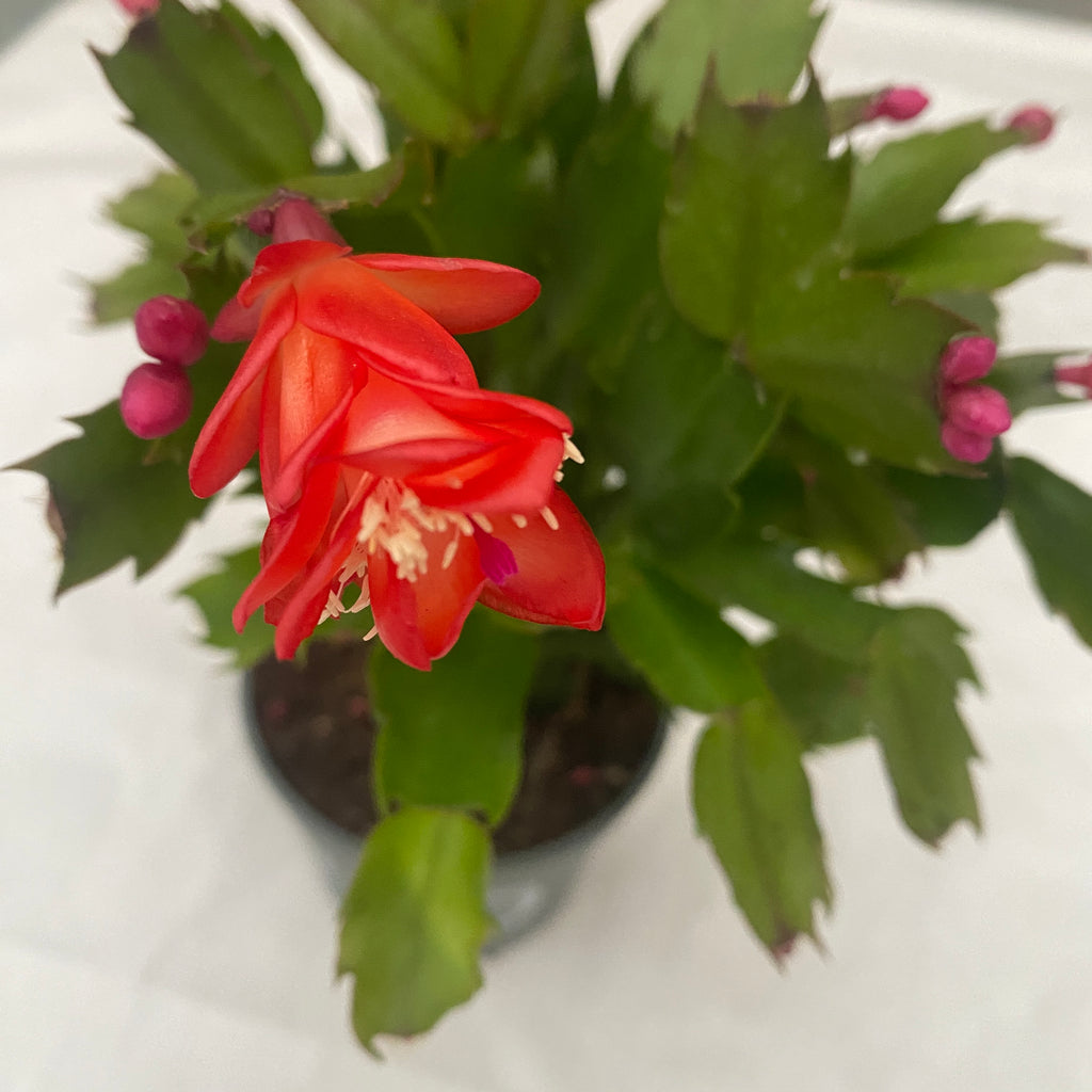Schlumbergera ‘Danica Red’ (Joulutähti) 2pp