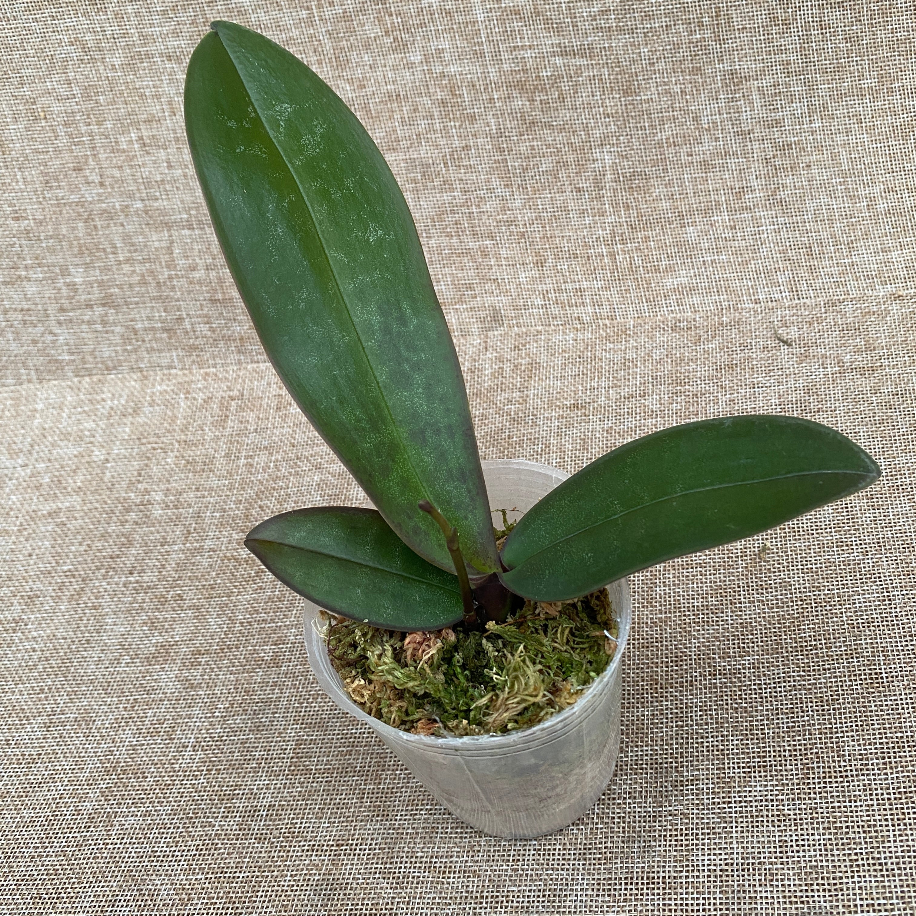 Phalaenopsis stuartiana var. nobilis parfumée