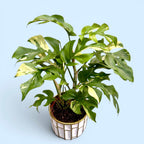 Monstera minima 'Variegata' - unicat
