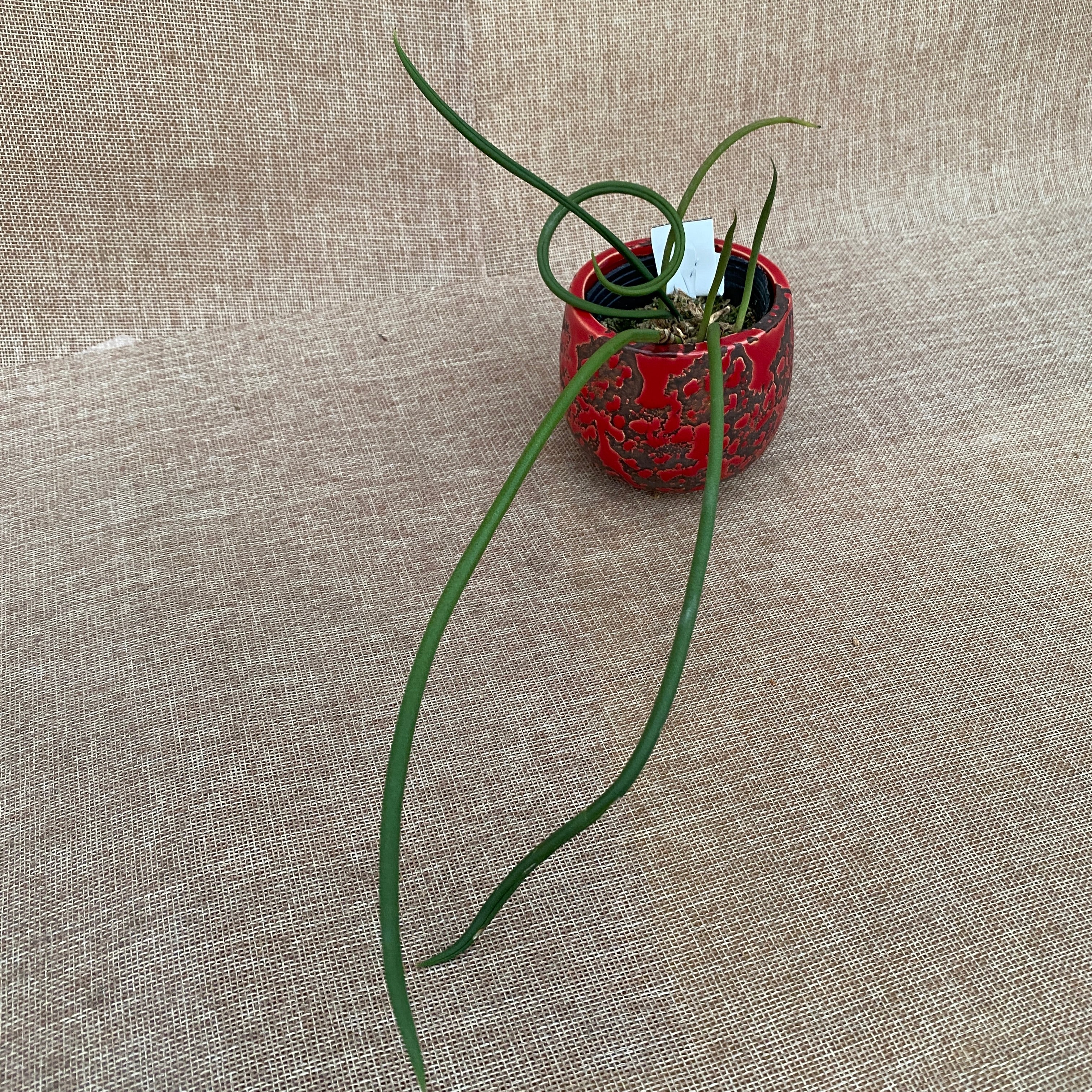 Trichocentrum stacyi