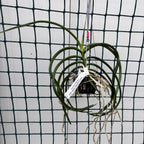 Seidenanda Teddy Bear (Vanda lamellata × Seidenfadenia mitrata) illatos