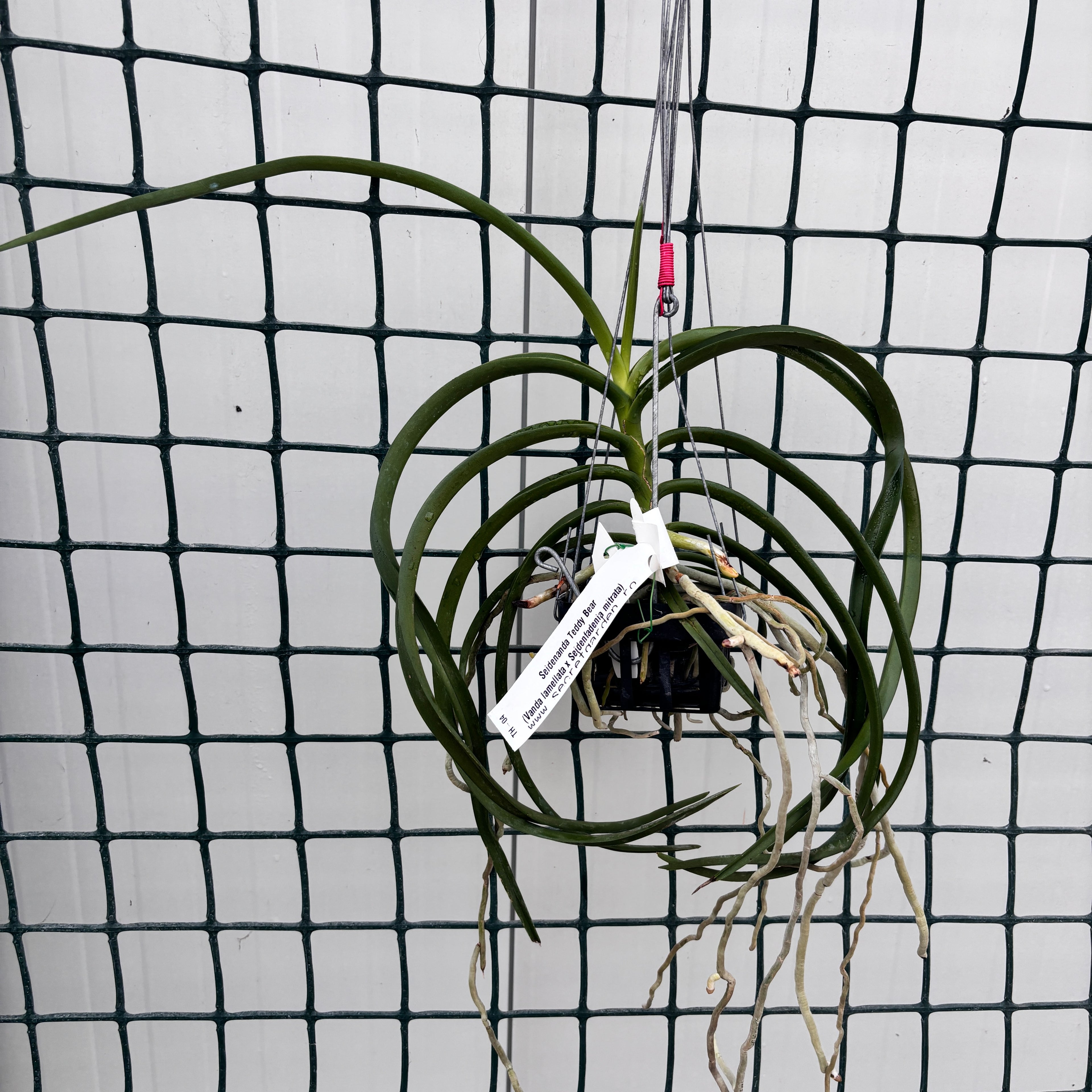 Seidenanda Teddy Bear (Vanda lamellata × Seidenfadenia mitrata) parfumata