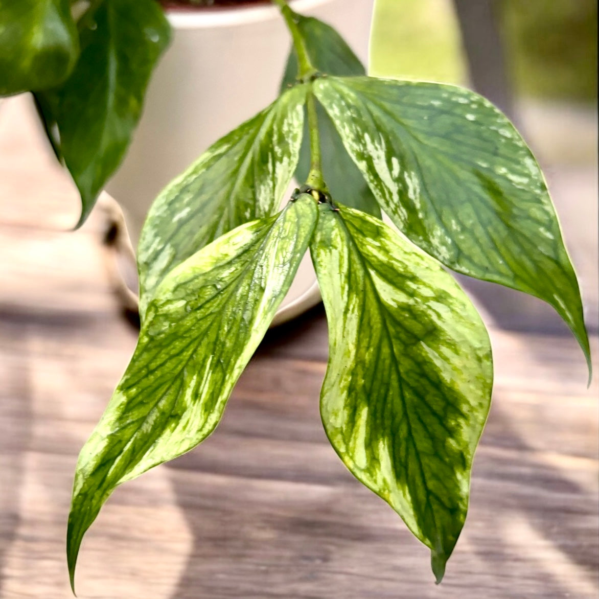 Hoya polyneura 'Broget' (variegata, mutation RC)