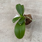 Phalaenopsis Younghome Lucky Star '0025'