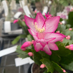 Schlumbergera 'Pink Brazil' (Craciunita roz-ciclam)