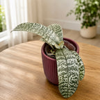 Phalaenopsis schilleriana (silver leaves) - fragrant flowers