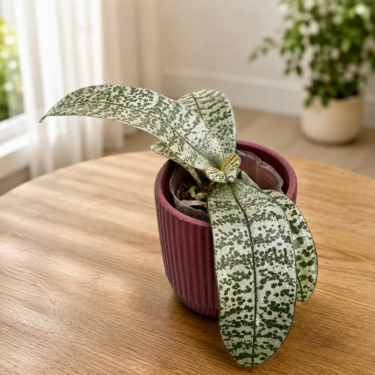 Phalaenopsis schilleriana (silver leaves) - fragrant flowers