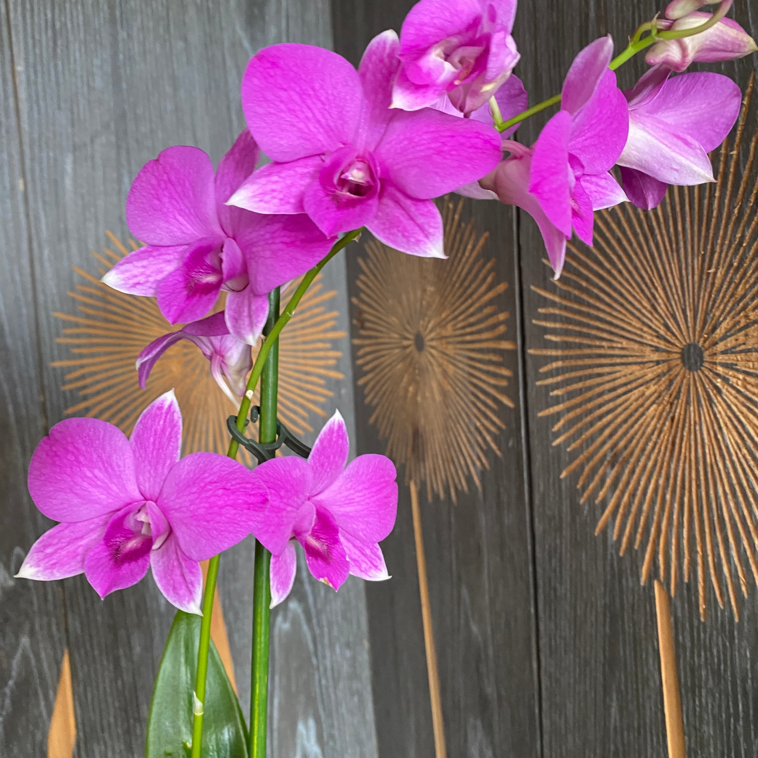 Dendrobium Phalaenopsis Coconut Pink