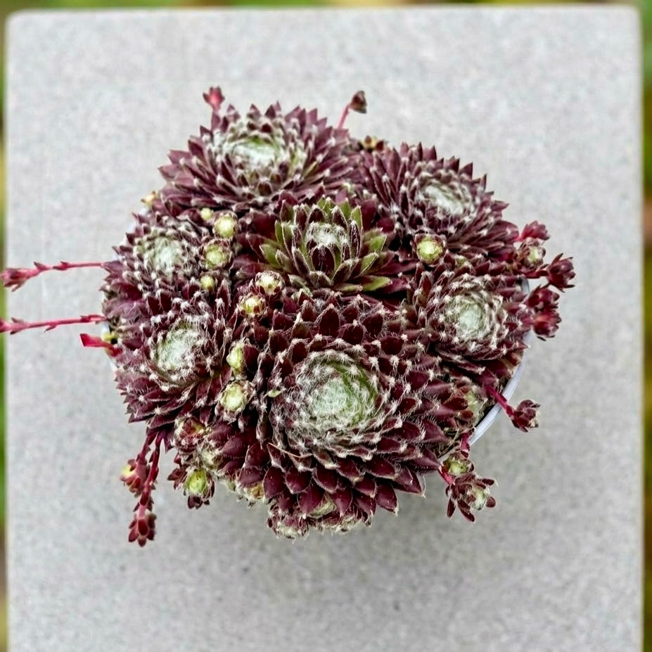 Sempervivum 'Friso'- urechelnita de gradina