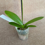 Phalaenopsis Tying Shin Blue Jay (pelorisch)