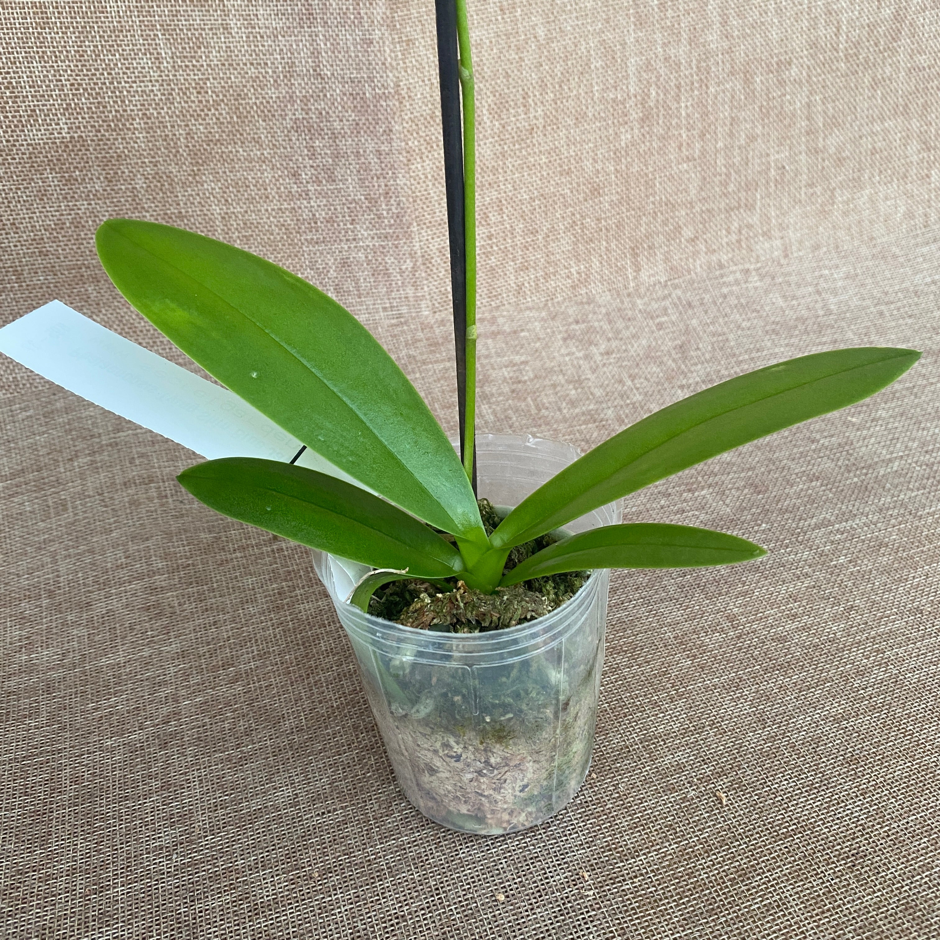 Phalaenopsis Tying Shin Blue Jay (pelorisch)