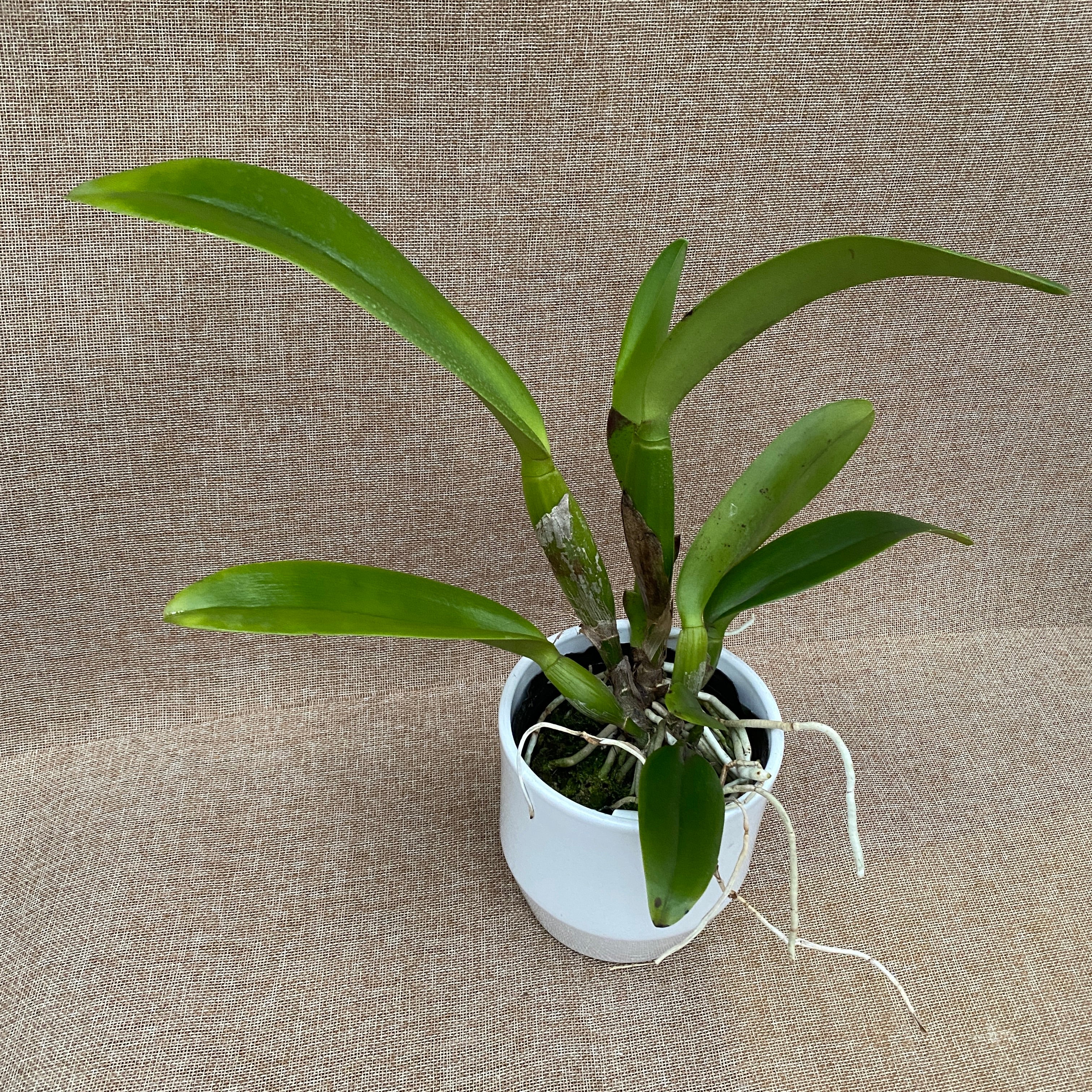 Cattleya NSA Big China - flori parfumate