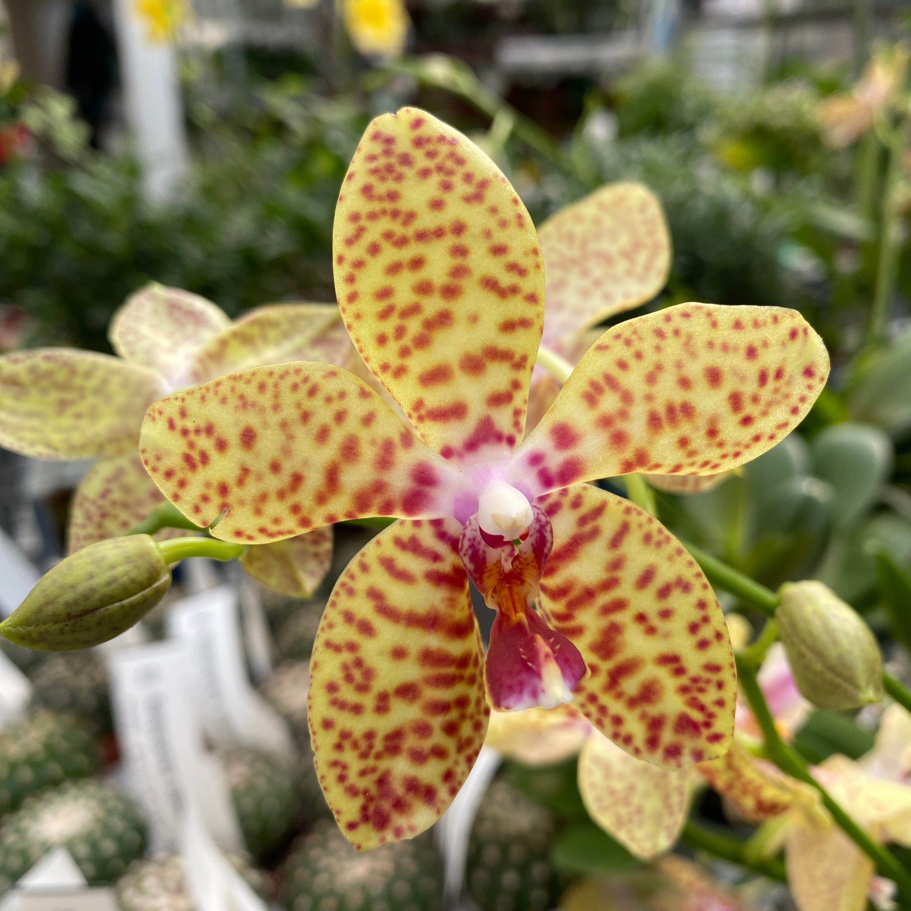 Phalaenopsis Rheingold x Pallens (parfumat)