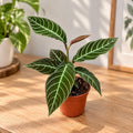 Labisia 'Gigantifolia' - tropical plant with ornamental leaves