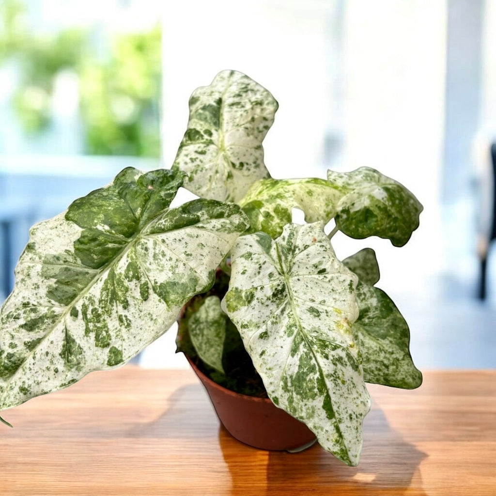 Alocasia macrorrhiza 'Splash' (Variegata)