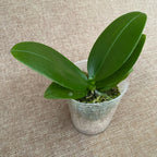 Phalaenopsis Younghome Lucky Star '0020' (πελωρική)