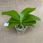 Phalaenopsis Allura 'AL's Rainbow'