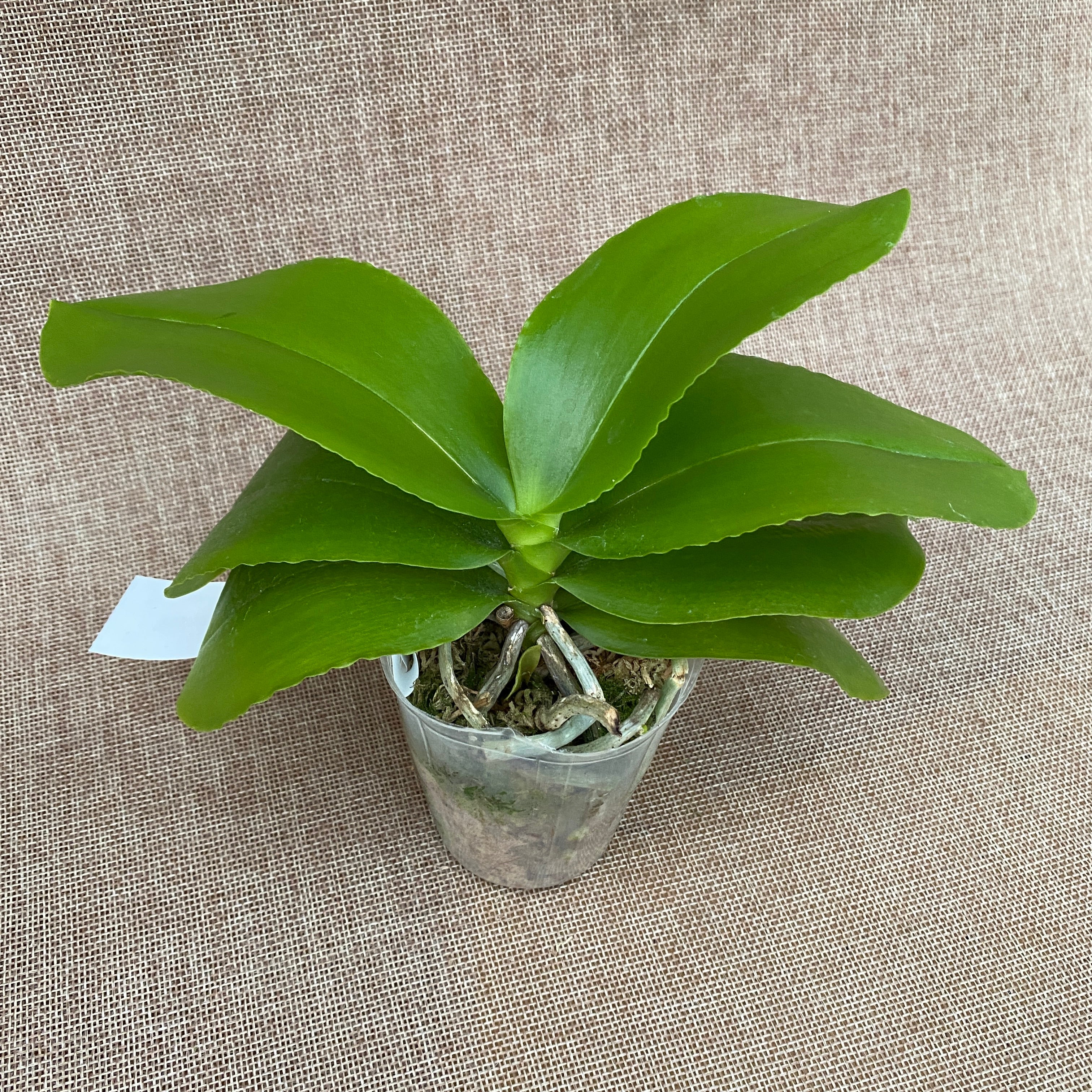 Phalaenopsis Allura 'AL's Rainbow'