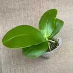 Phalaenopsis Miki Sabina '803'